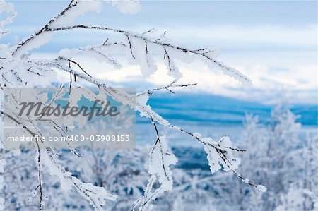Snowy twigs. Frozen blue mountains and clean sky on background.