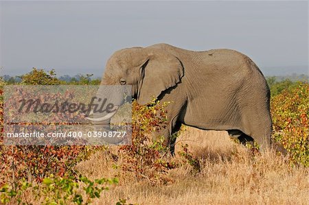 African elephant (Loxodonta africana) feeding on mopane trees, Kruger National Park, South Africa