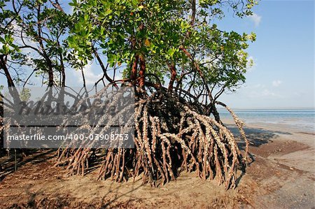 Mangrove tree at low tide, Vilanculos coastal sanctuary, Mozambique