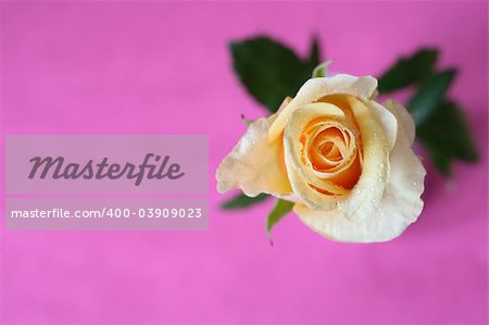 Yellow rose with water droplets on a white vase against a pink background. Background is textured, not noise.