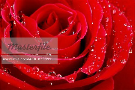 Extreme macro image of a red rose petals with dew drops