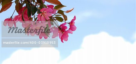 Blooming branch of an apple tree isolated on white background