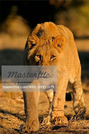 A young African lion (Panthera leo) stalking in natural environment, South Africa