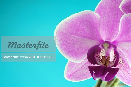 Beautiful and colorful orchids for background use. Concept: Beauty