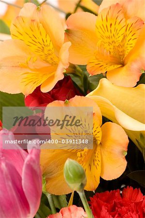 Tulips, Carnations & roses against a plain background