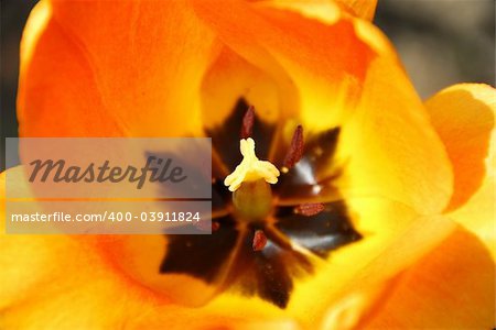 Center of a bright orange spring tulip