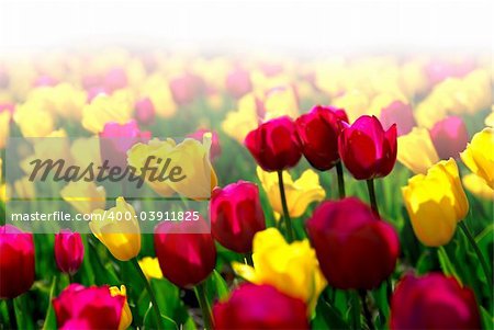 Field of colorful yellow and purple tulips with faded white background