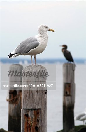 Seagull Perched on Old Wooden Pier Pillar
