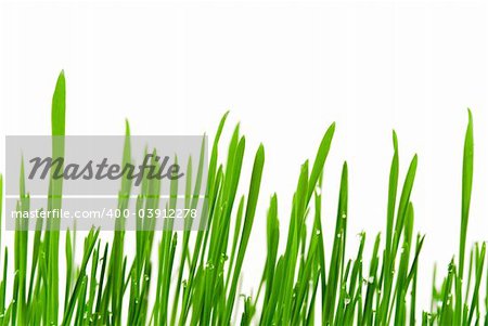 Fresh grass with dew drops isolated on white