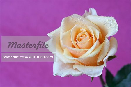 Yellow rose with water droplets on a white vase against a pink background. Background is textured, not noise.