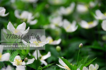 Spring wild flowers wood anemones close up