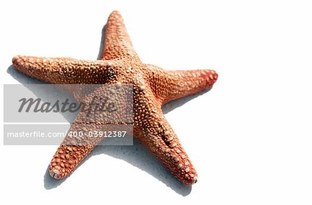 High contrast starfish on white with bright sunlight shadow