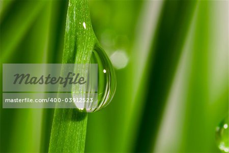 Fresh grass with dew drops close up