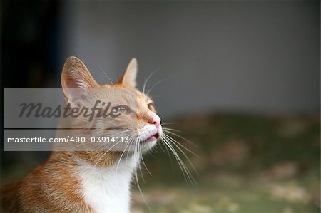 cat watching through the window