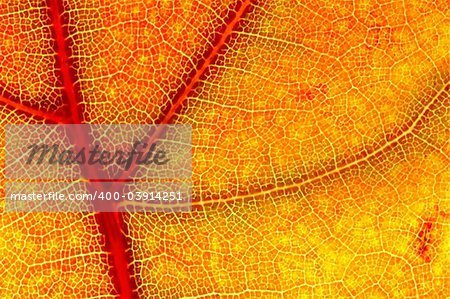 hazy close-up of a autumn leaf