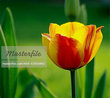 closeup of red & yellow tulip