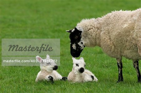 Sheep standing in a field in spring with her new born twin lambs lying down next to her.