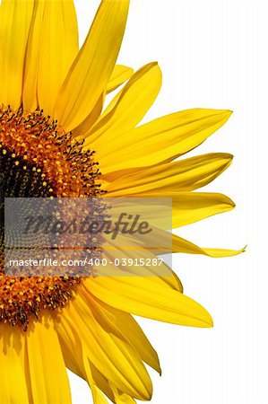 Half segment of a flowering sunflower against white,