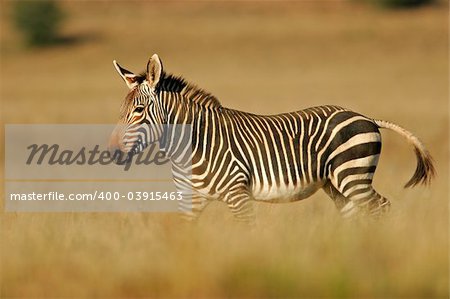 Endangered Cape Mountain Zebra (Equus zebra), Mountain Zebra National Park, South Africa