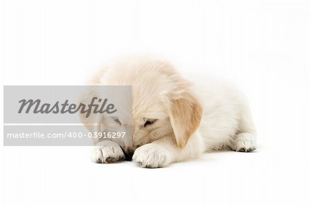 Golden retriever in studio shoot