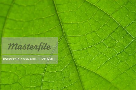 Macro of a fresh leaf showing the veins and texture