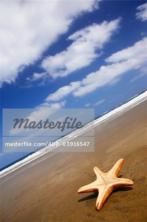 Starfish stranded on a sunny beach with blue sky