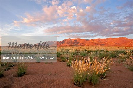 Grassland landscape at sunrise, Brandberg mountain, Namibia