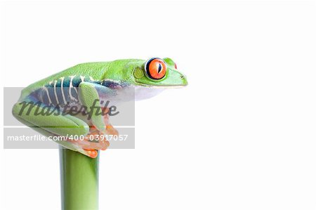 frog on top of bamboo, red-eyed tree frog (Agalychnis callidryas) closeup isolated on solid white