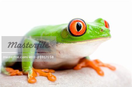 frog on rock against solid white background, red-eyed tree frog macro (Agalychnis callidryas) with focus on  eye