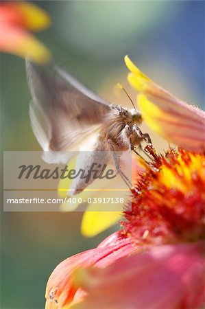 Close Up shot of a butterfly feeding off a flower. It's wings have motion blur