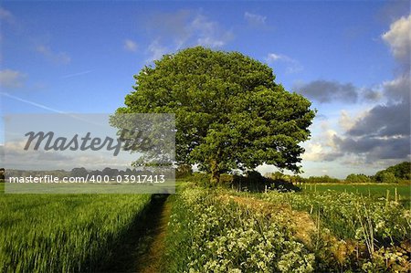 A single tree against a blue sky.