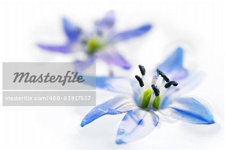 Extreme macro image of blue flowers floating in water