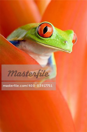 frog in a plant - red-eyed tree frog peeking out from a guzmania. closeup, focus on eye.