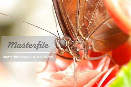 Butterfly on flower close up