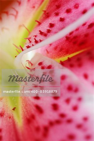 Abstract explosion of colours.  A closeup of the beautiful oriental Stargazer Lily.