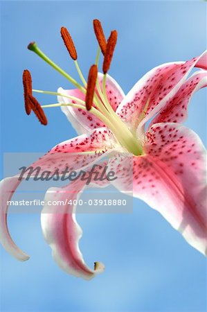 Pink oriental stargazer lily showing male (anther and stamens) and female (stigma style and carpel or pistil) rising from decorative spotted pink curling petals, bathed in soft natural sunlight against a blue sky.