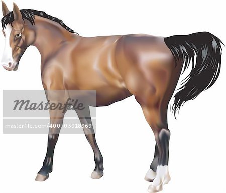 A photorealistic illustration of a horse. Created with meshes.