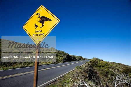 Shot of "Nene Crossing" road sign in Haleakala National Park, Maui, Hawaii.