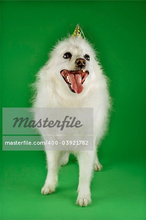 Fluffy white dog wearing party hat.