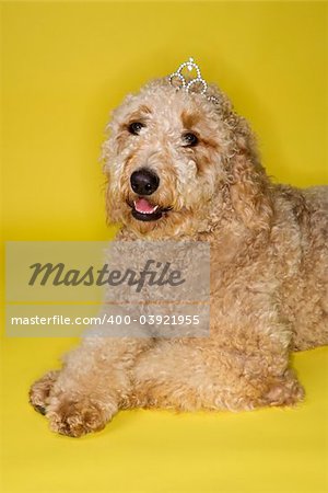 Goldendoodle dog wearing tiara lying on yellow background.