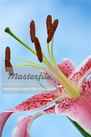 A beautiful oriental lily blossoms in spring.