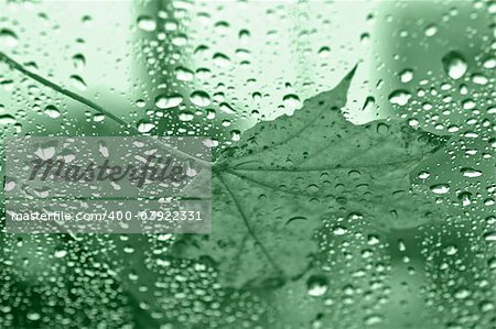 Wet Leaf on Green Glass in the Fall