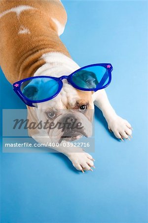 High angle of English Bulldog laying on blue background wearing oversized blue sunglasses and looking at viewer.