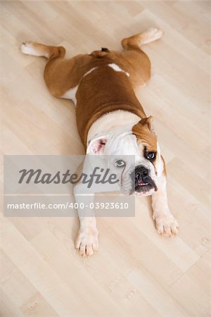 English Bulldog lying outstretched on wood floor looking at viewer.