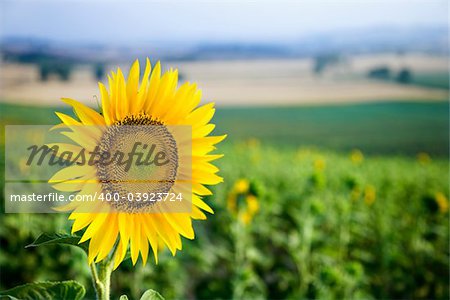 Close-up of one sunflower growing in sunflower field in Tuscany, Italy.