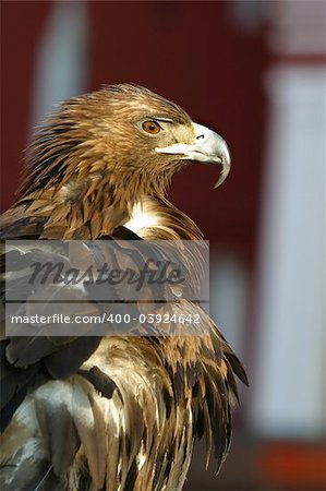 Portrait of an eagle