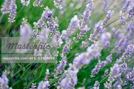 dreamy lavender background; differential focus