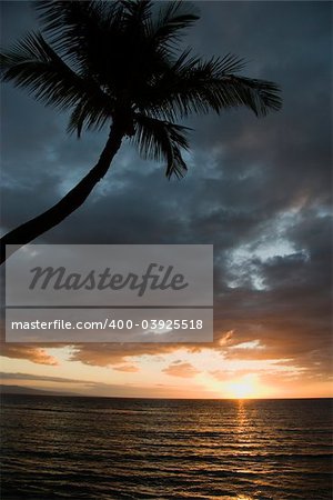 Sunset over Pacific Ocean with palm tree in Maui, Hawaii, USA.