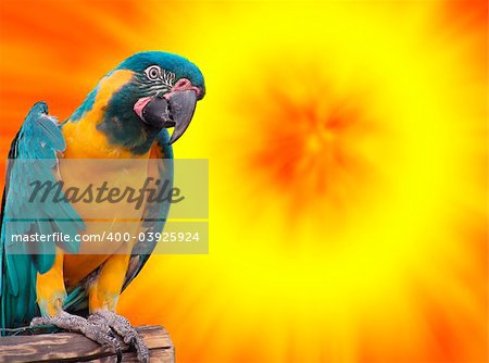 Parrot portraits on a very colourful sunset