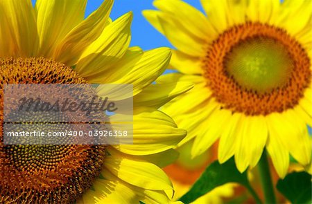 Two sunflowers close up with bright blue sky